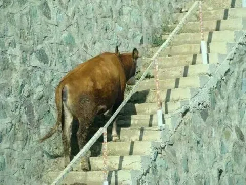 소오름 놀람 소름 소오름