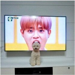 강아지 절묘한 위치선정 TV