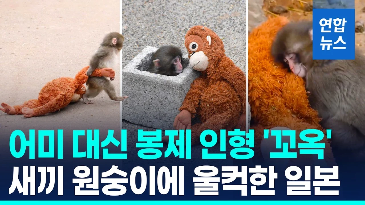 아기 원숭이 펀치, 무슨 뜻일까?