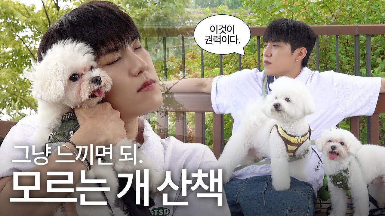 모르는 개 산책, 무슨 뜻일까요?