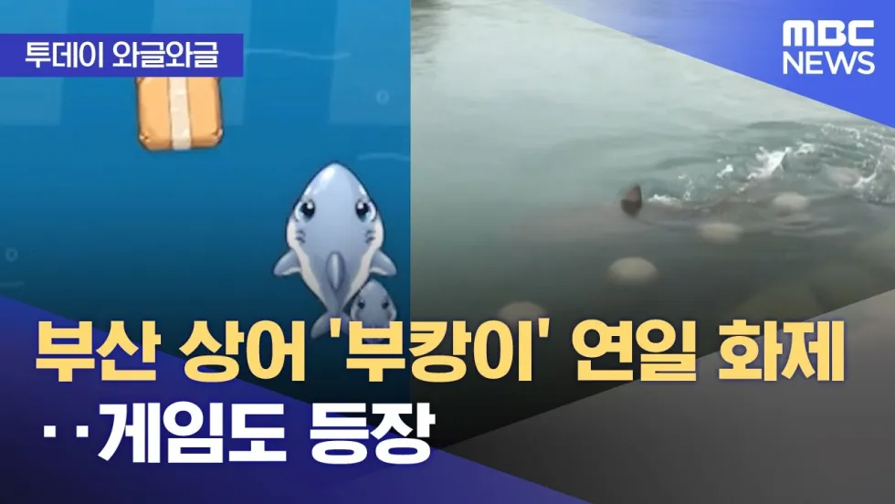 부산 상어 ‘부캉이’ 연일 화제 — MBC