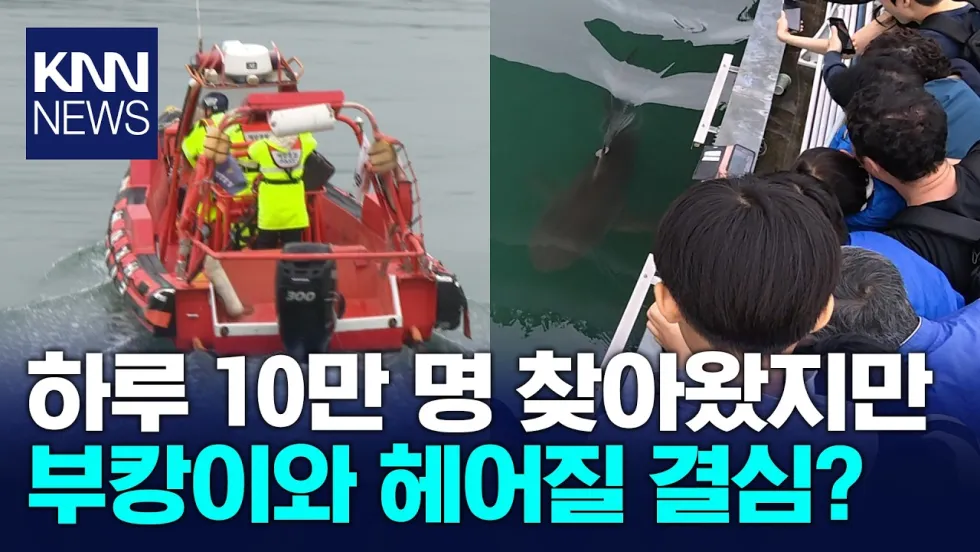 복덩이 상어 부캉이, 이별이 다가온다 — KNN