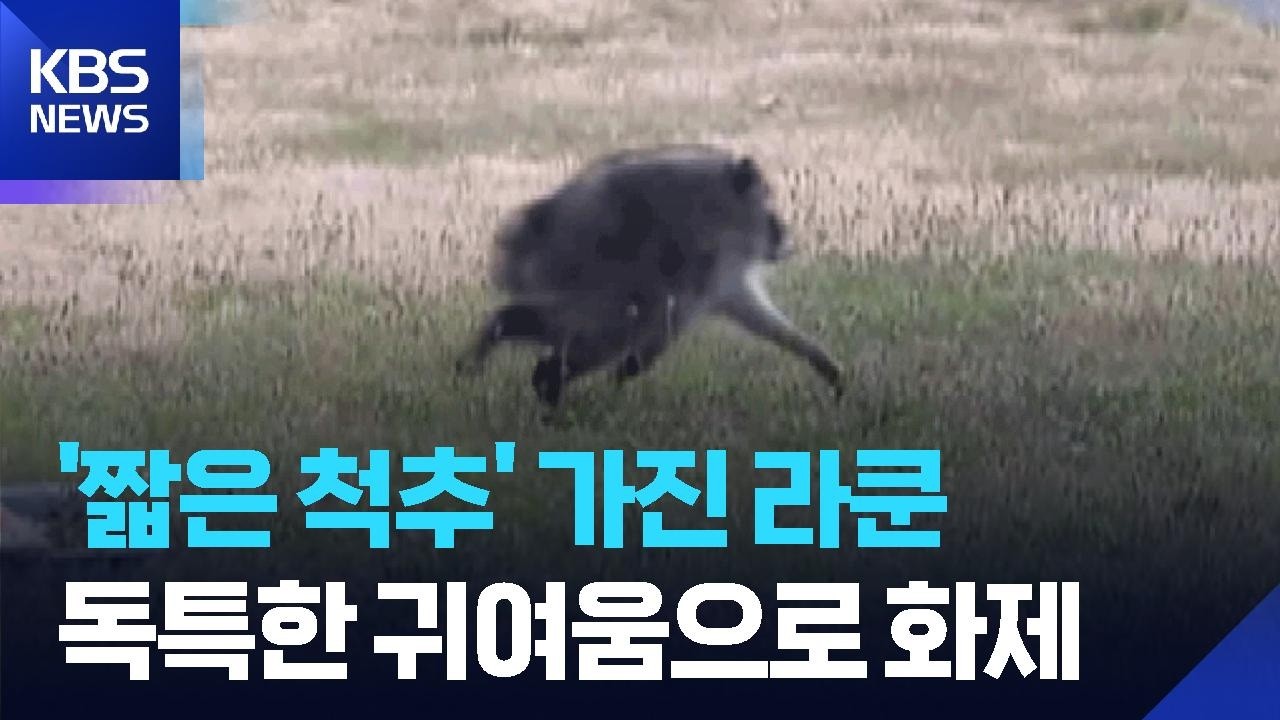 SNS 화제 라쿤 지모시 보도