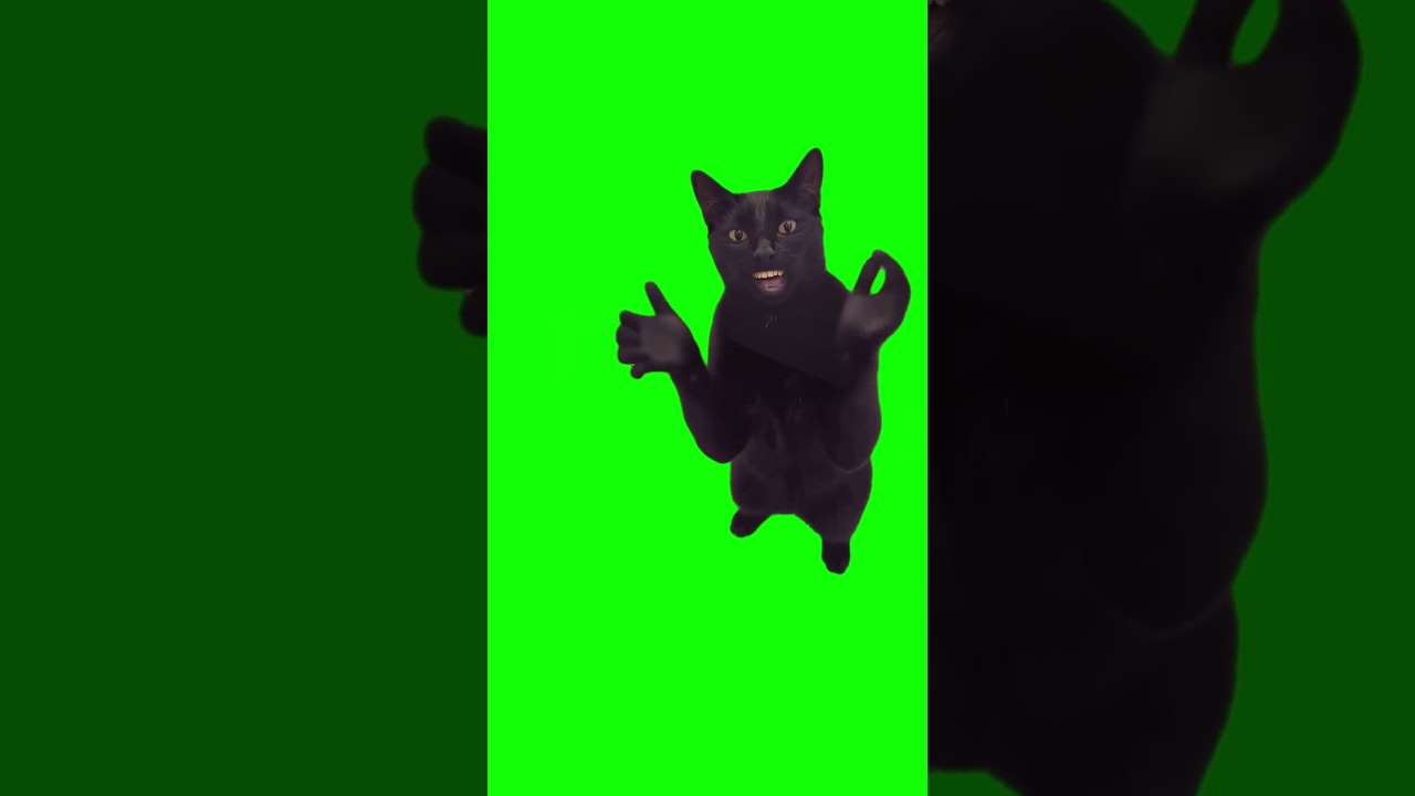 박수 치는 검은 고양이 밈 (Black Cat Clapping)