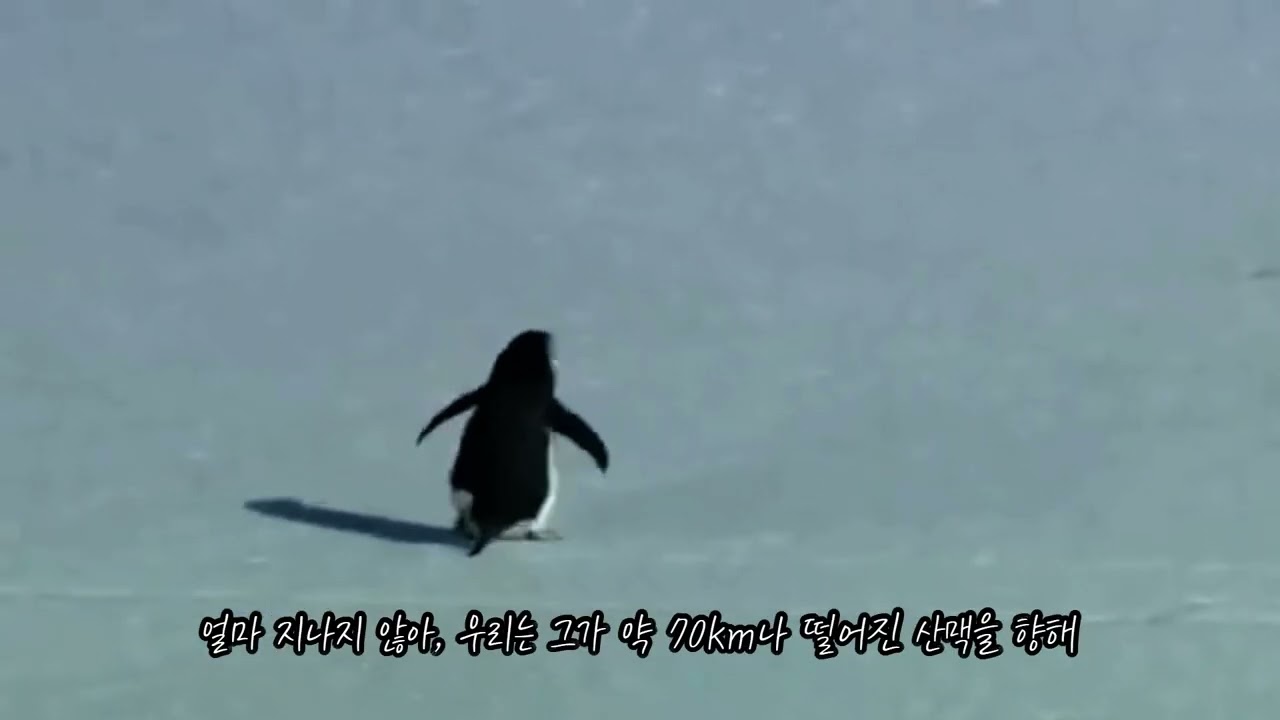 밈의 핵심 문구를 사용한 영상