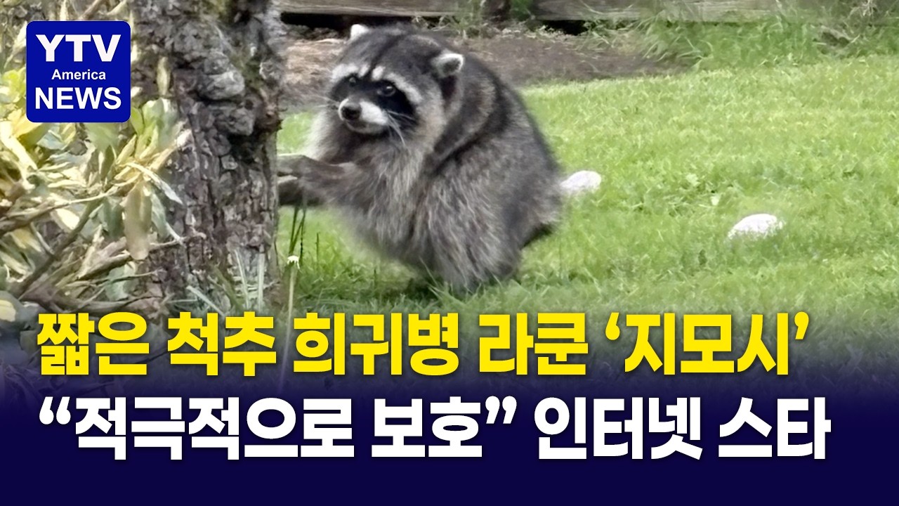 짧은 척추 라쿤 지모시 소개